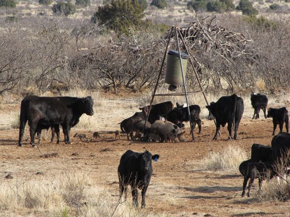 feral hogs in cattle by