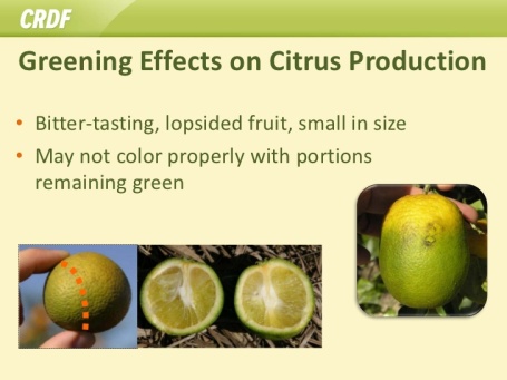 citrus-greening-disease-6-728